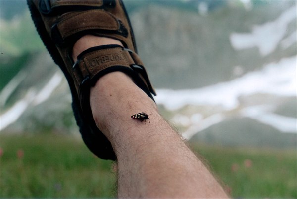27 - Бабочка на ноге